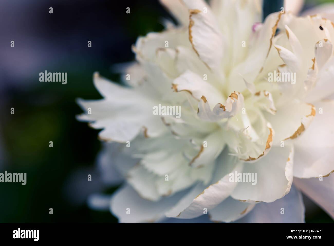 Frühling blüht Stockfoto