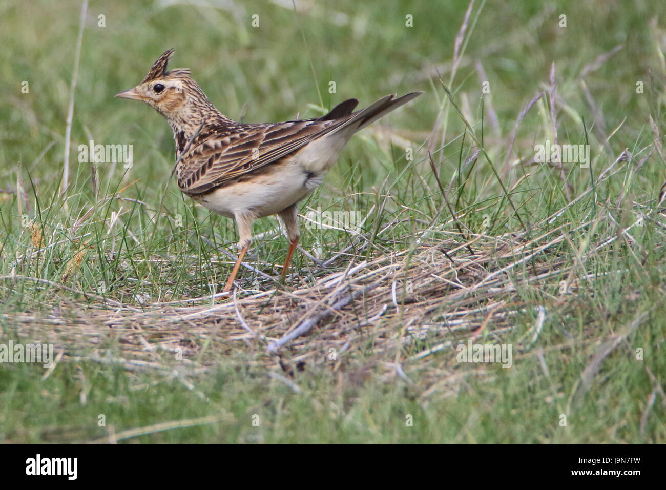 Feldlerche (Alauda Arvensis) in den Dünen in Dornoch, Sutherland; Schottland. VEREINIGTES KÖNIGREICH. Stockfoto