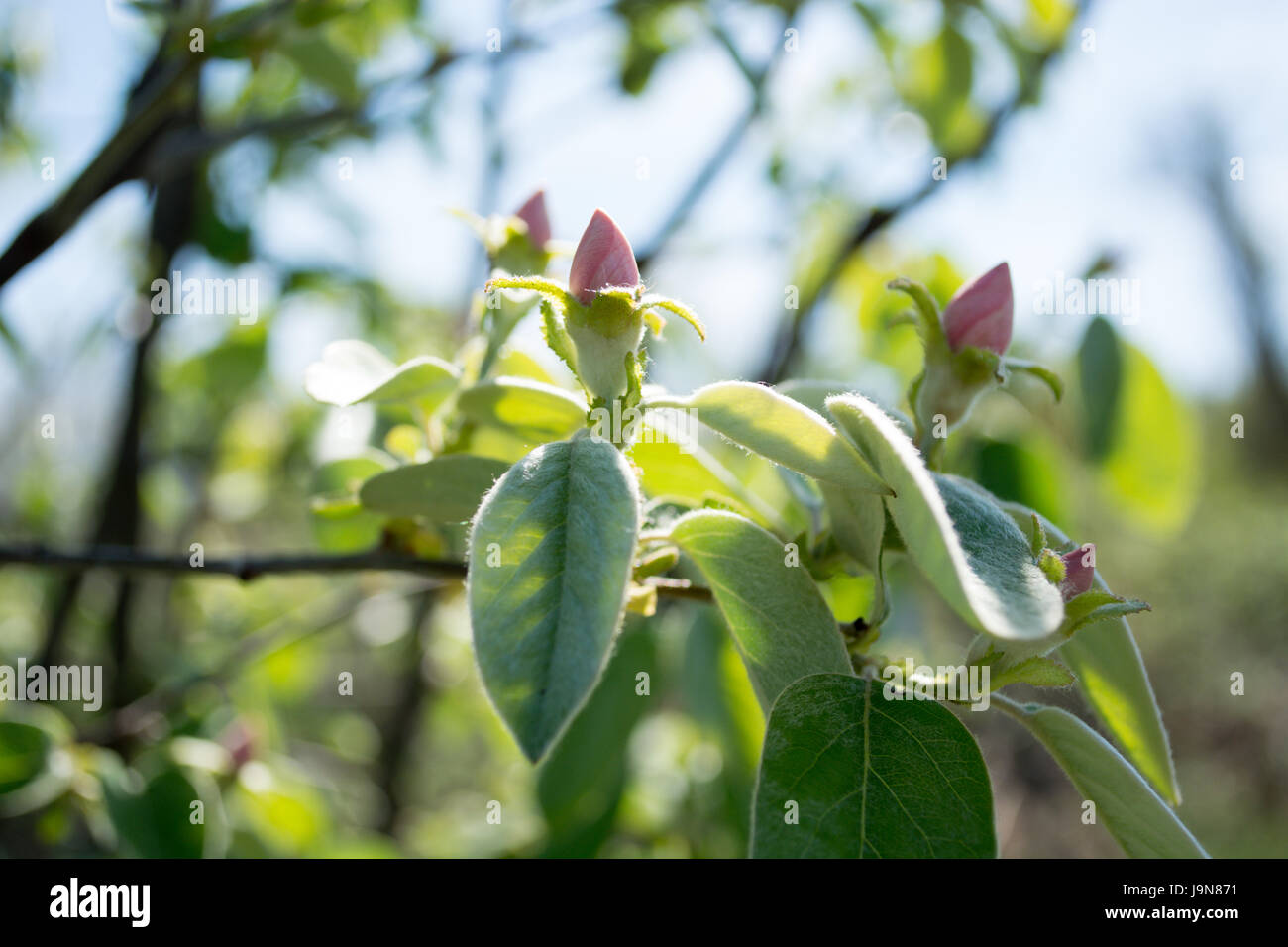 Blühender Zweig der Apfel Quitte. blühenden Frühlingsgarten. Blumen Quitte Blüte im Frühjahr Stockfoto
