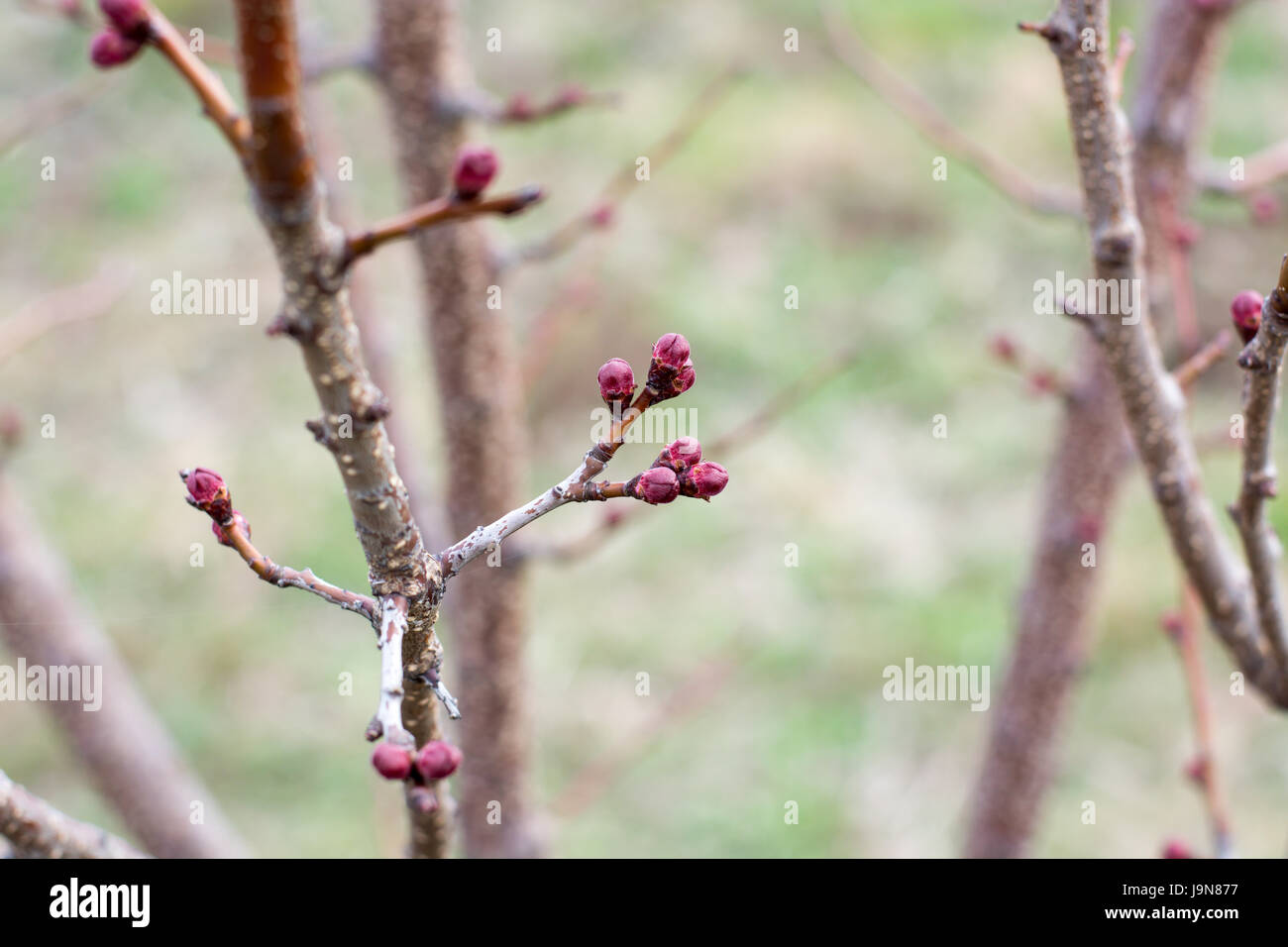 Aprikose Blütenknospe auf einem Ast Zweig mit Knospen. Blüte Baum über Natur Hintergrund. Frühling Blumen. Stockfoto