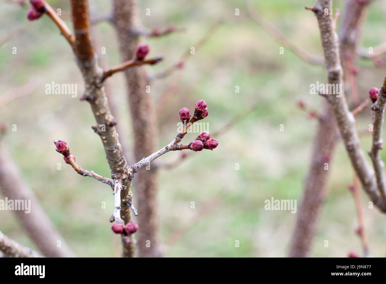 Aprikose Blütenknospe auf einem Ast Zweig mit Knospen. Blüte Baum über Natur Hintergrund. Frühling Blumen Stockfotografie