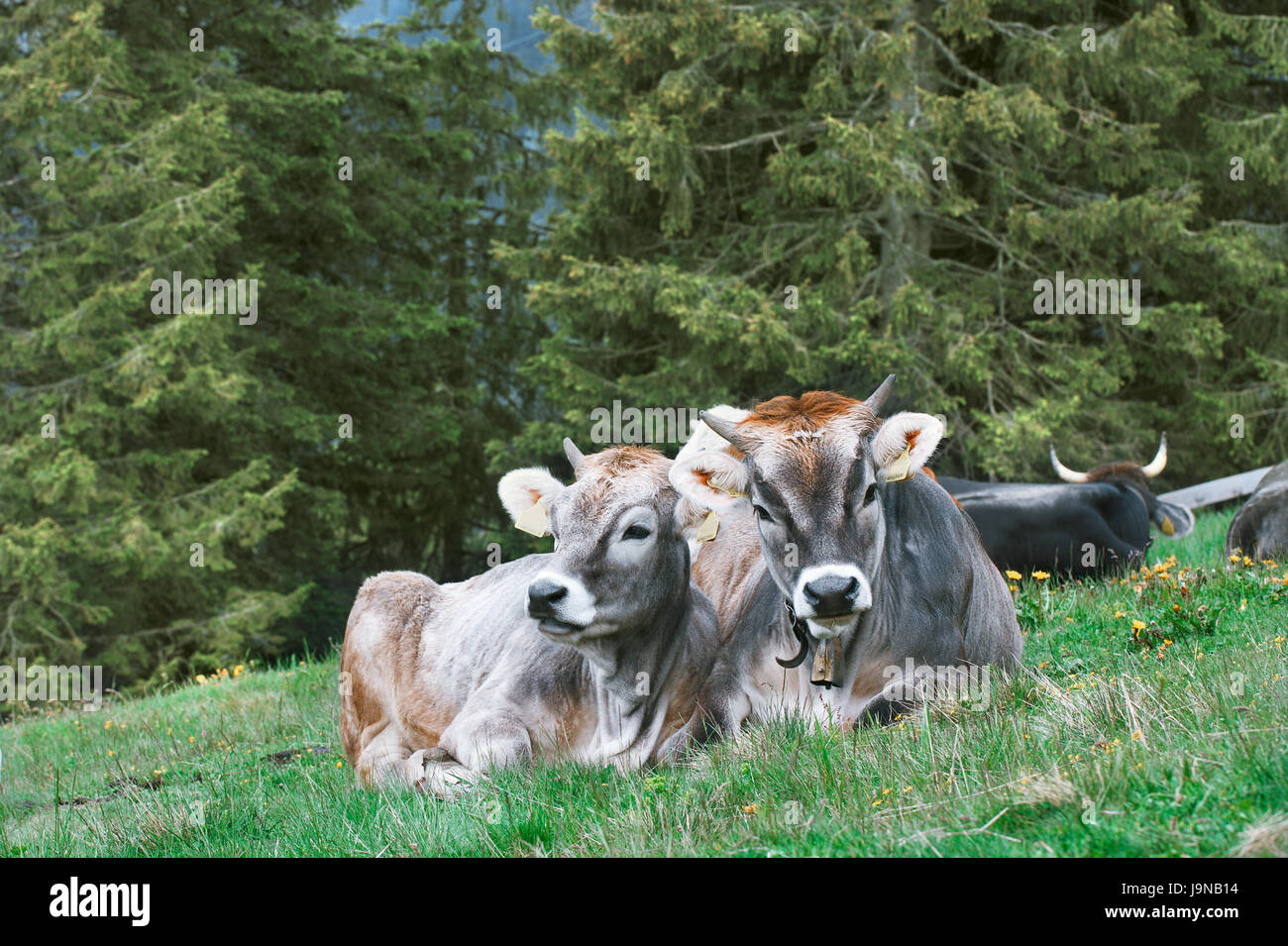 Snapshot 'Alpine Kuh mit Kalb' gemacht bewölkten Tag im Hochgebirge von Meran (Südtirol). Stockfoto