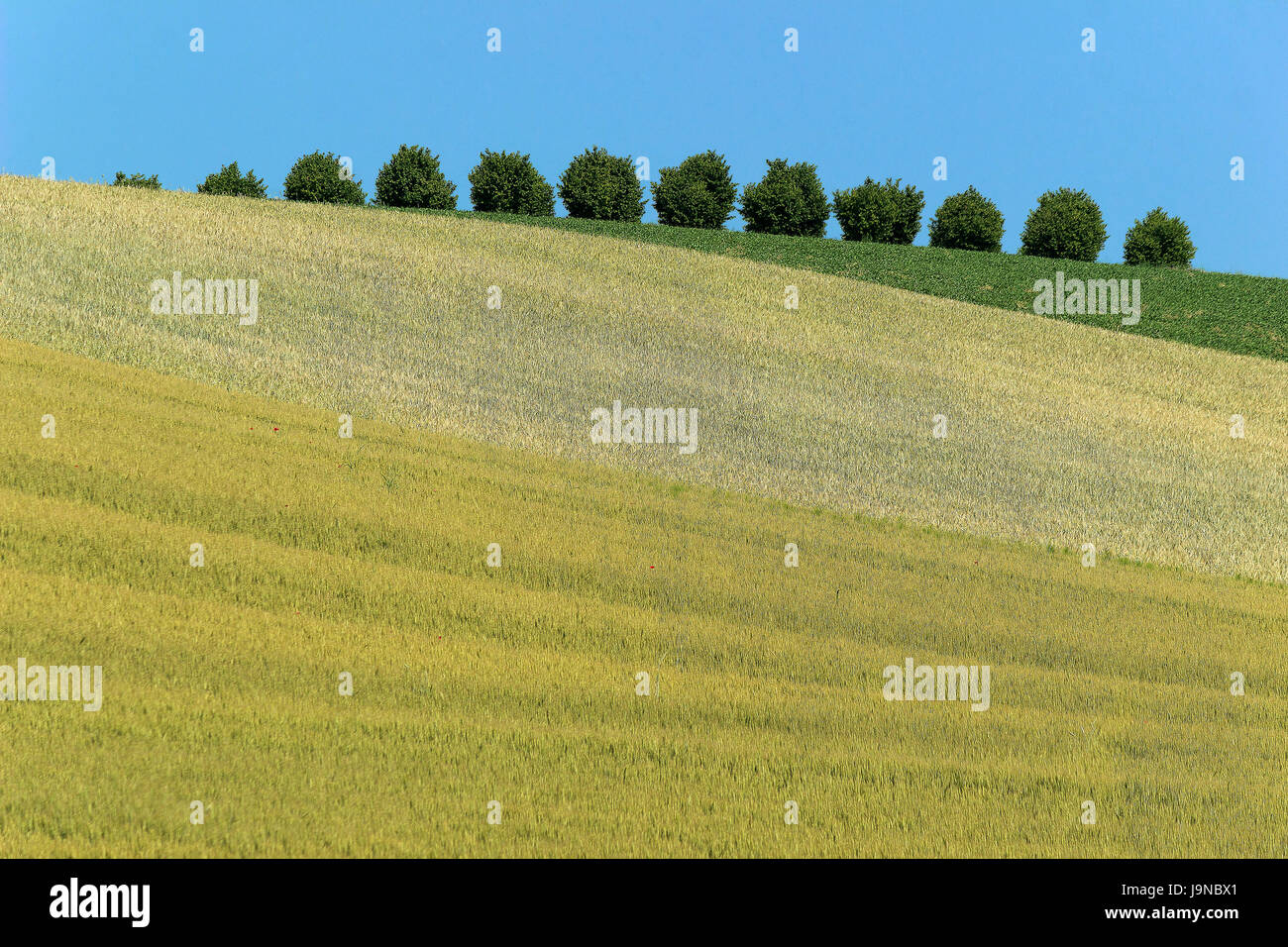 Detail im Monferrato Landschaft, Italien. Stockfoto