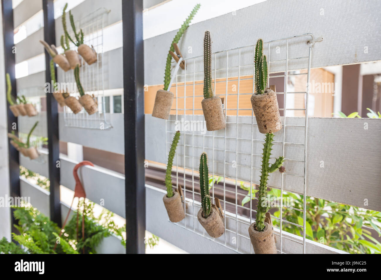 Topfpflanzen-Kaktus an Wand hngen Stockfotografie - Alamy