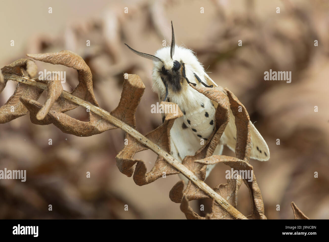 White Moth, Spilosoma lubricipeda Hermelin, Monmouthshire, Mai. Familie Erebidae Stockfoto