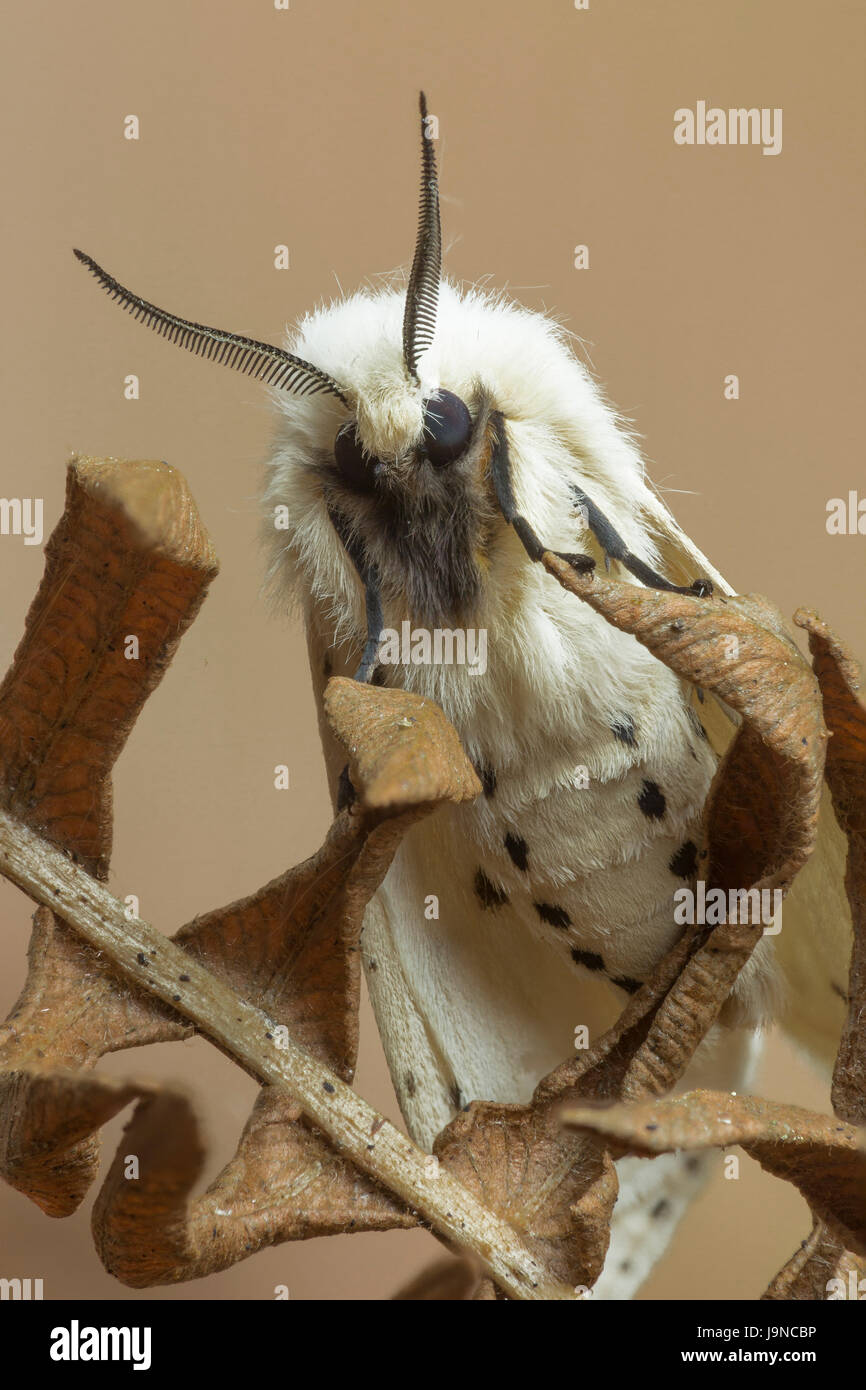 White Moth, Spilosoma lubricipeda Hermelin, Monmouthshire, Mai. Familie Erebidae Stockfoto