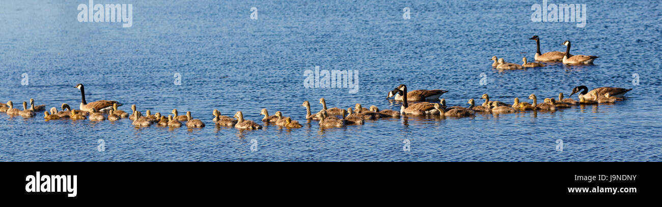 Panoramablick auf drei Kanadagans (Branta Canadensis) Familien schwimmen über See Wausau, Wisconsin im Frühling Stockfoto