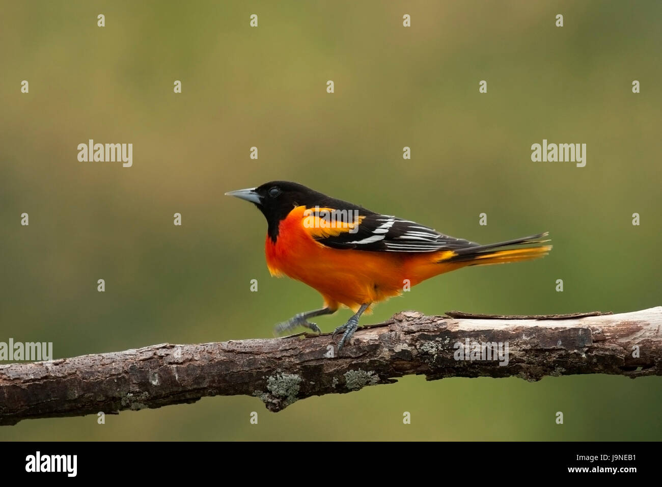 Baltimore Oriole Wandern Stockfoto