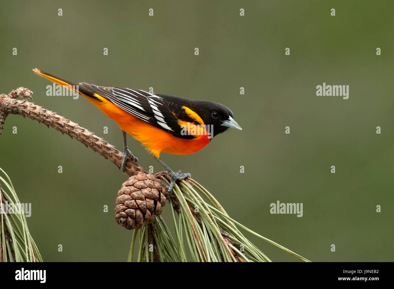 Baltimore Oriole auf Tannenzweig Stockfoto