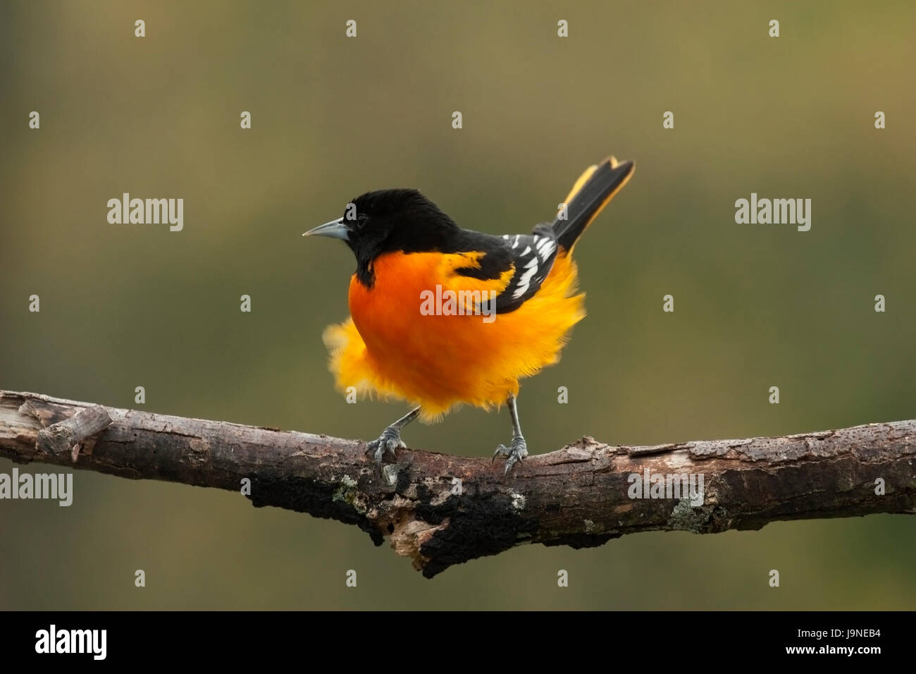 Baltimore oriole Stockfoto