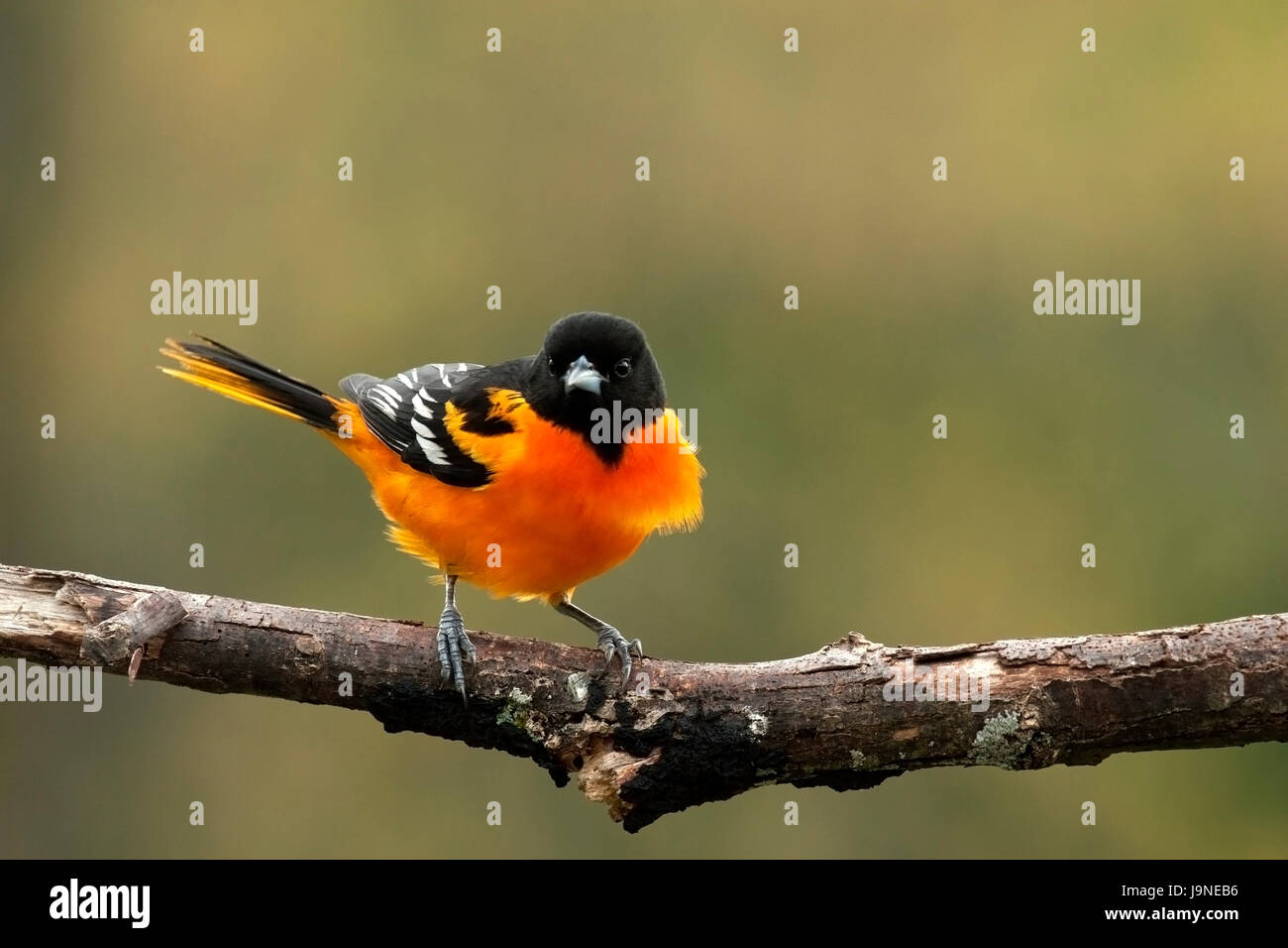 Baltimore oriole Stockfoto