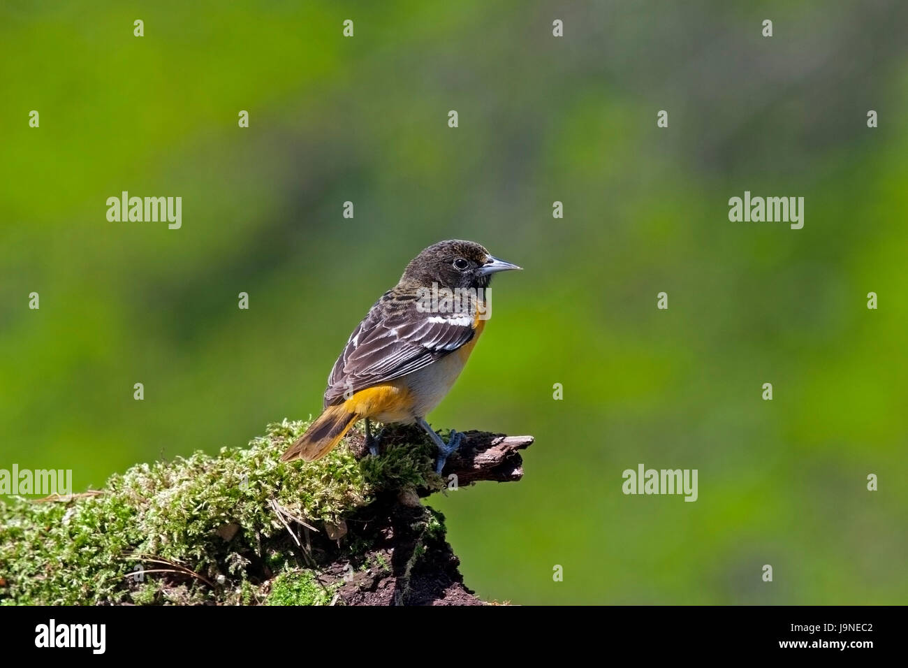 Baltimore Oriole auf bemoosten log Stockfoto