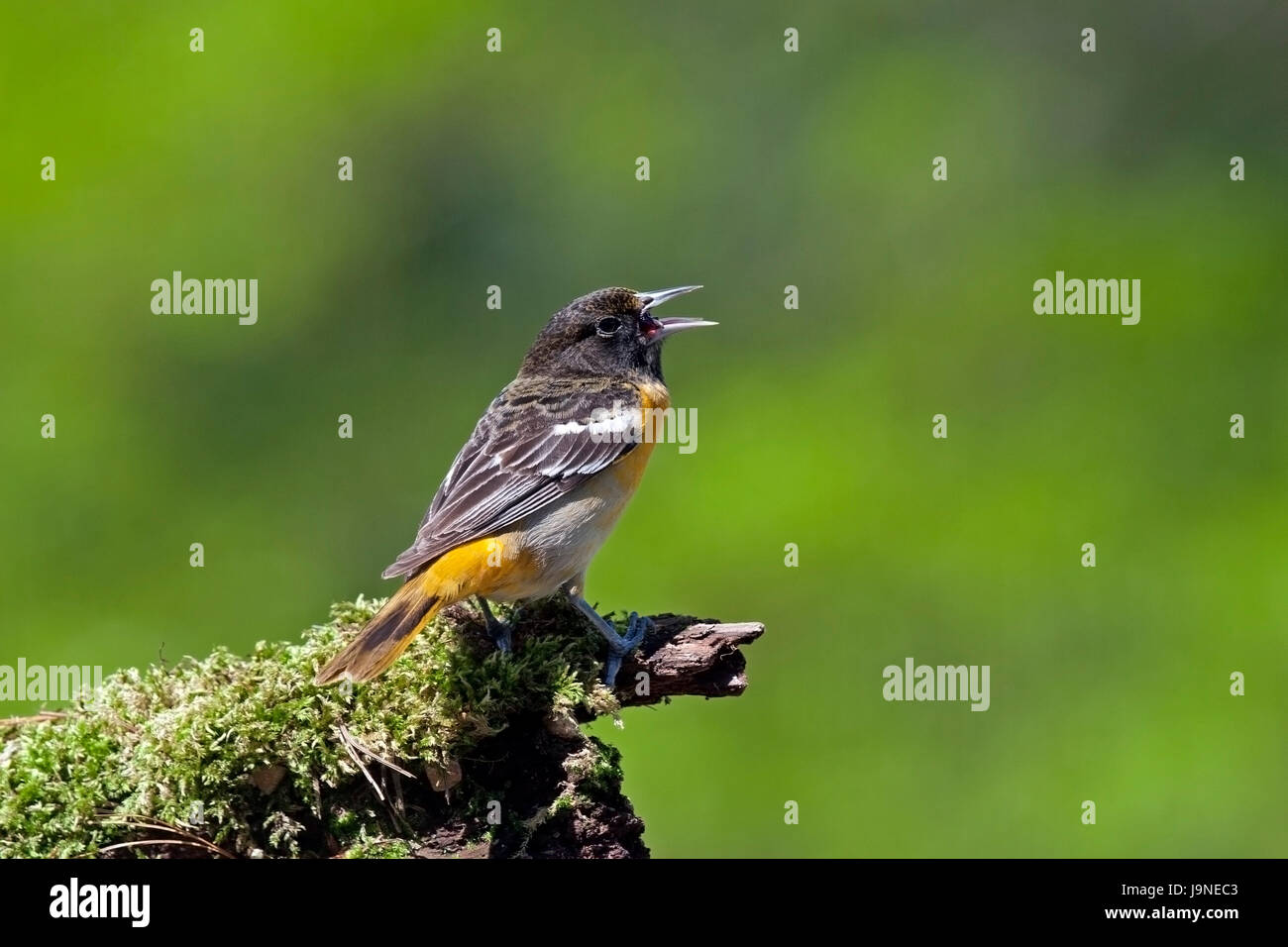 Baltimore Oriole auf bemoosten log Stockfoto