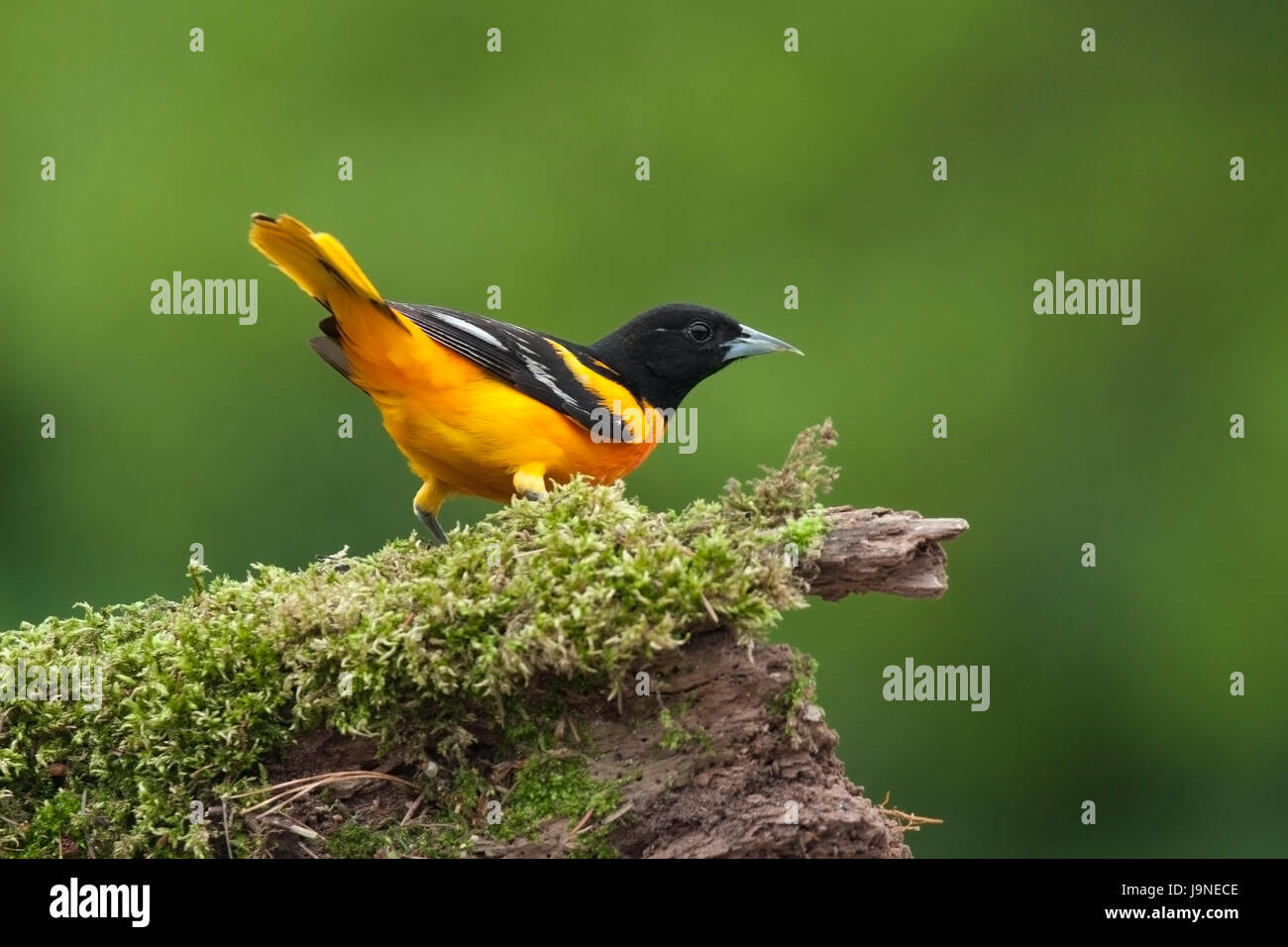 Baltimore Oriole auf bemoosten log Stockfoto