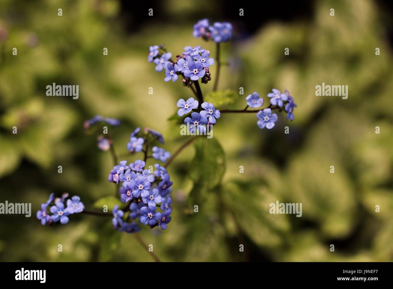 Lila Blumen Stockfoto