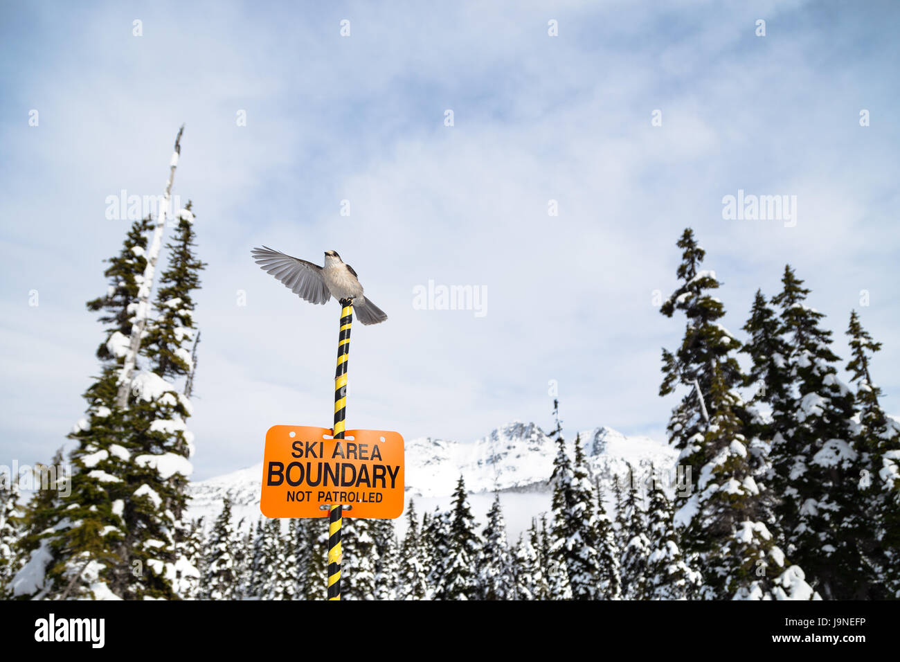 Whisky Jack auf einem Ski Area boundary Zeichen mit Blackcomb Mountain im Hintergrund thront. Stockfoto