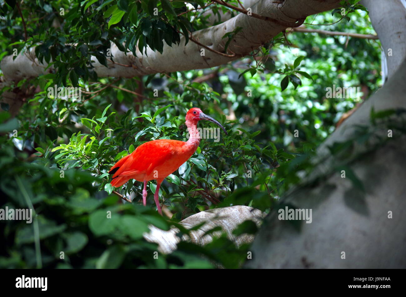 Dieser Flamingo ist unter den Bäumen in der Voliere im Detroit Zoo Fuß. Sehr bunt, rot und grün Bild. Stockfoto