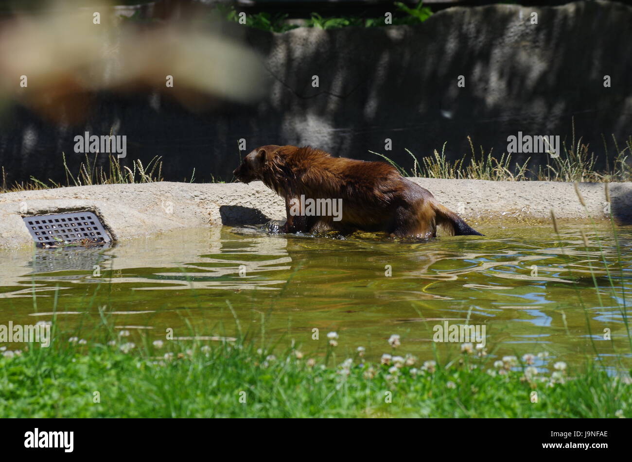 Eine nasse Wolverine nur nahm ein Bad in einem Pool im Detroit Zoo und jetzt verlässt den Pool mit seinen Pelz klammerte sich an seinem Körper mit dem Wasser drin. Stockfoto