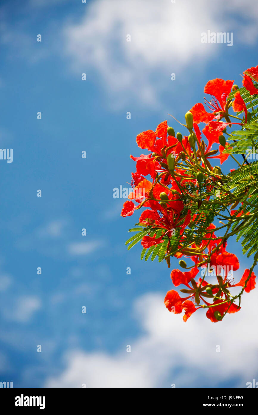 rote Pfau Blumen holding on Air mit blauem Himmel, Delonix Regia flwers Stockfoto