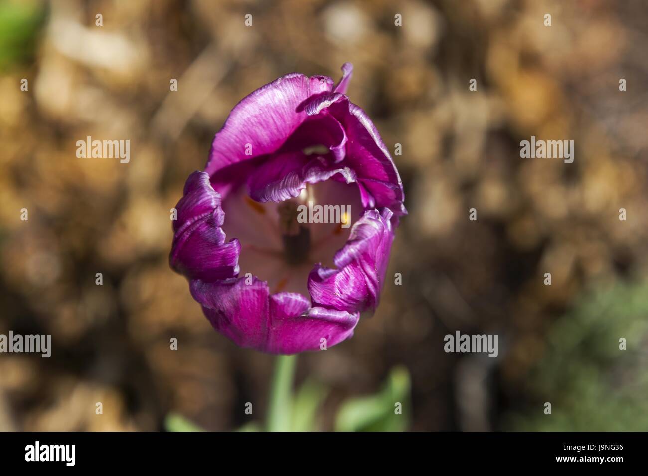 Wild Rose (Rosa Acicularis) Symbol der kanadischen Provinz Alberta Stockfoto