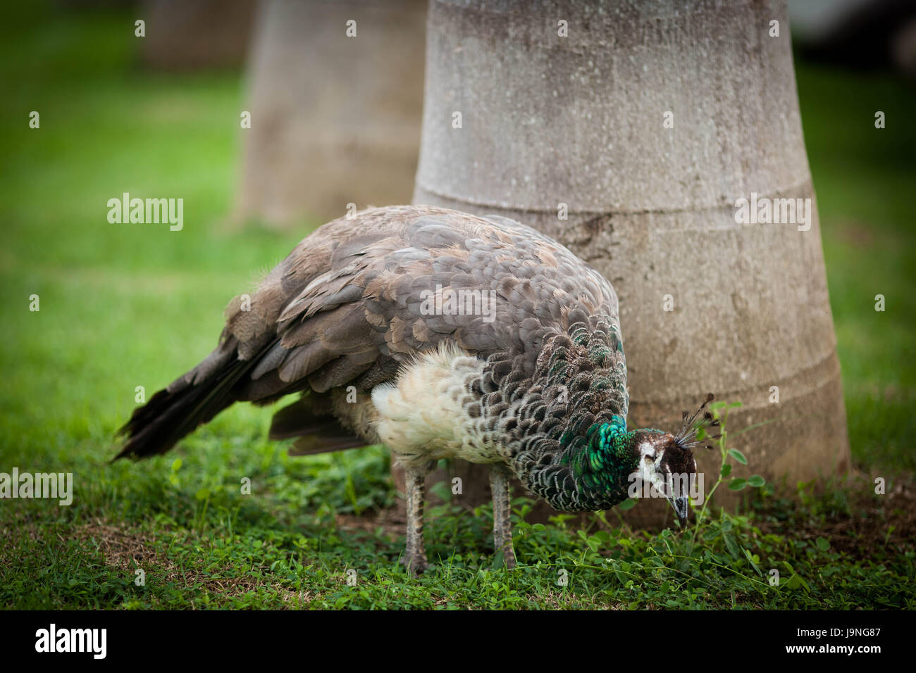 schöne Pfau auf dem Rasen im Park spazieren Stockfoto