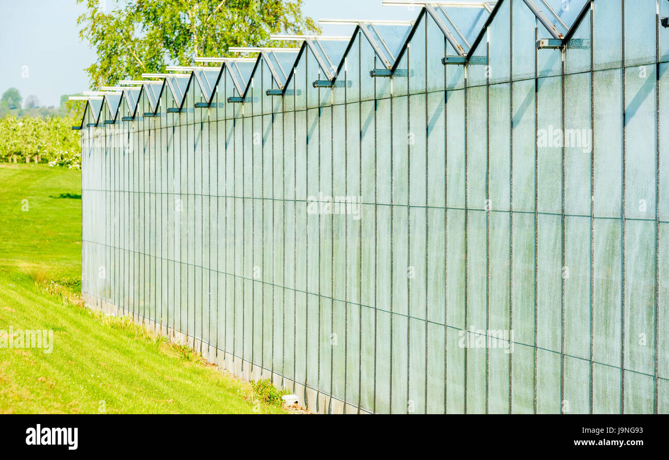 Glasfenster von einem Gewächshaus Giebel mit Rasen und Bäumen im Hintergrund. Kopieren Sie Platz im Gewächshaus. Stockfoto