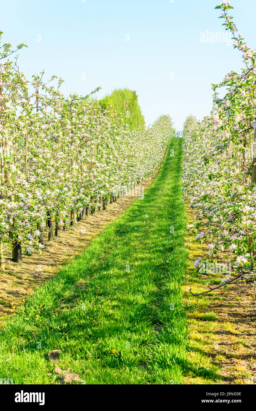 Lange Reihen Apfelbäume in voller Blüte im Frühjahr. Stockfoto