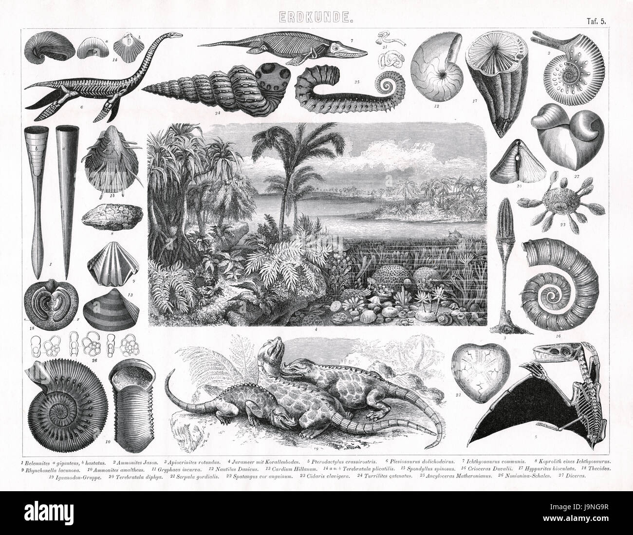 Pflanzen und Tieren aus dem Jura, Trias und verschiedenen anderen geologischen Zeiträumen. Stockfoto