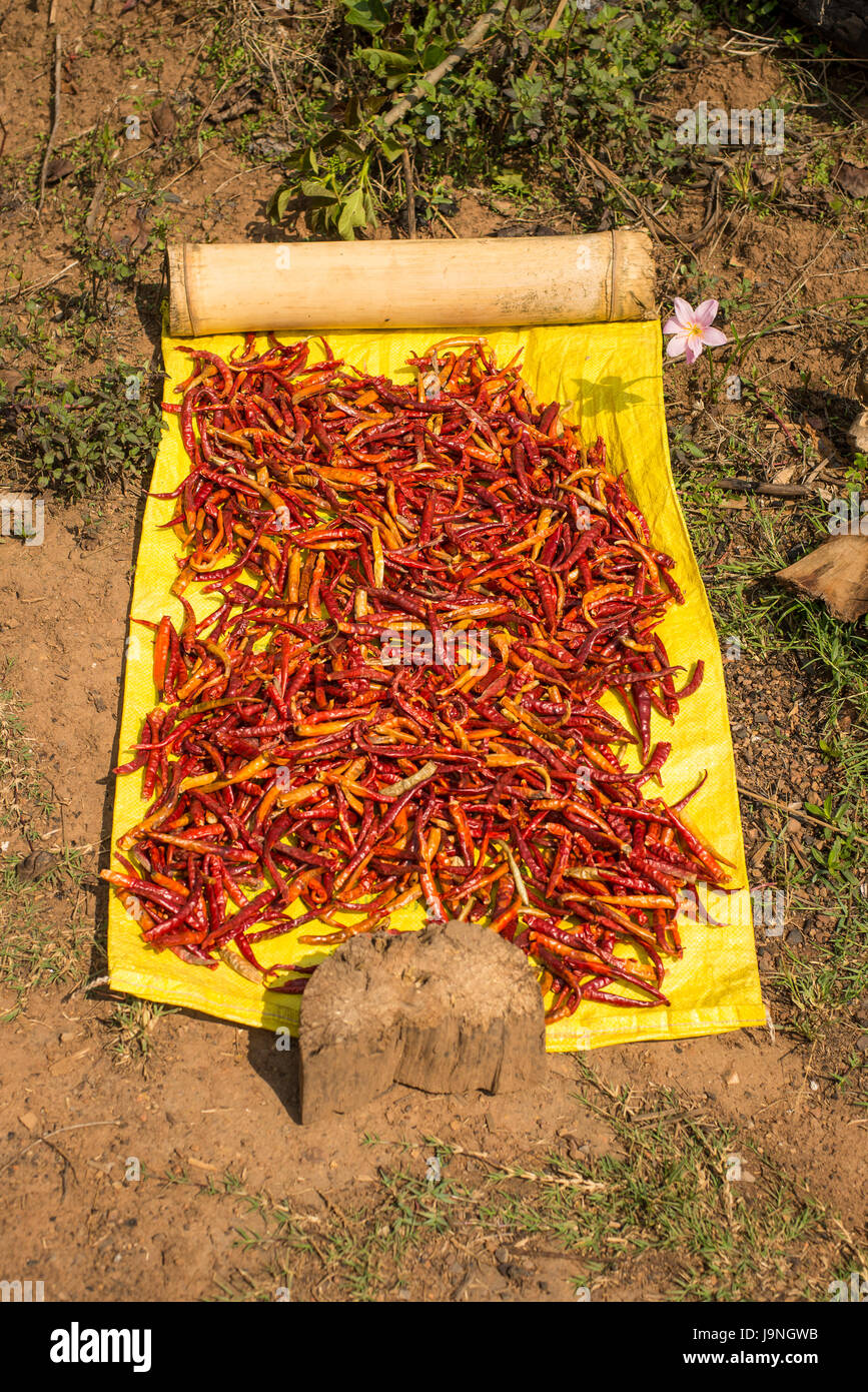 Chilis Trocknen auf einer gelben Matte in einem Dorf in der Nähe von Inle-See, Myanmar. Stockfoto