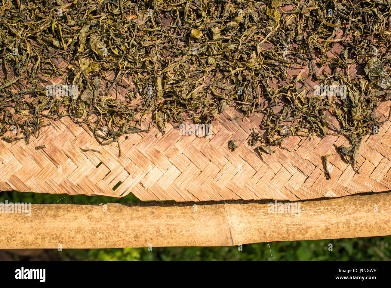 Teeblätter Trocknen auf eine gewebte Matten in einem Dorf in der Nähe von Inle-See, Myanmar. Stockfoto