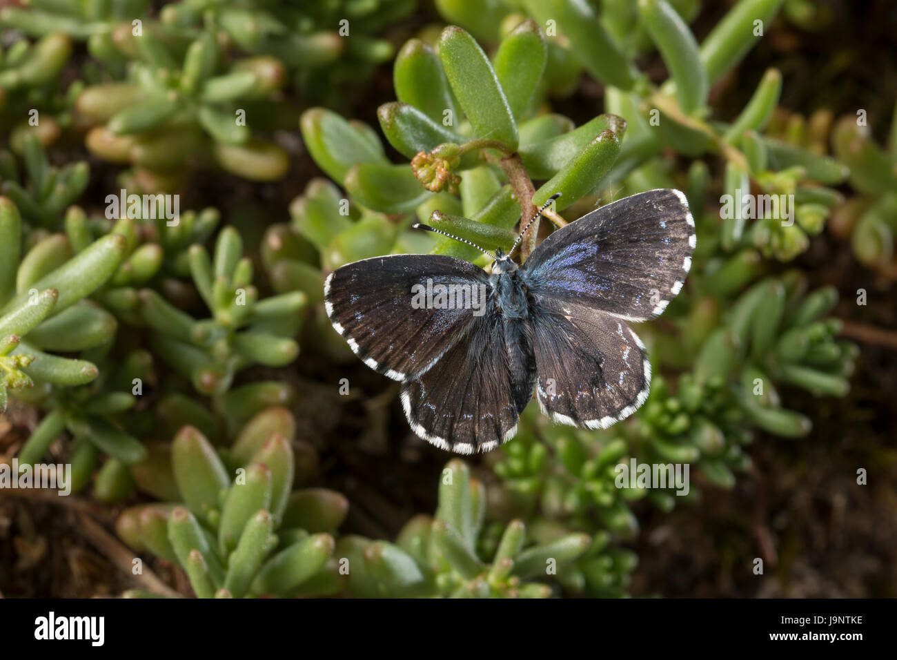 Fetthennen-Bläuling, Fetthennenbläuling, Scolitantides Orion Scolitantides Ultraornata, Karo-blau, L'Azuré des Orpins, Bläulinge, Lycaenidae, gehen Stockfoto