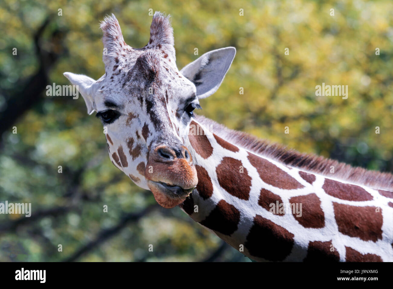 Giraffe und baby Stockfoto