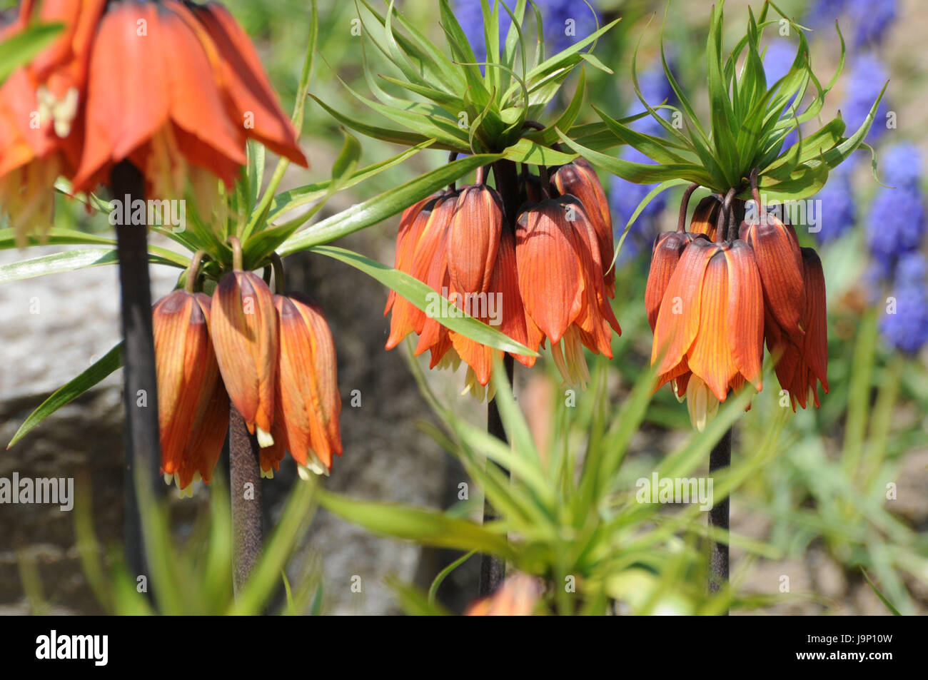 Frühlingsblumen, mittlere Close-Up, Frühling, Blumen, Blüten, imperialen Kronen, Blüte, Traubenhyazinthen, Stockfoto