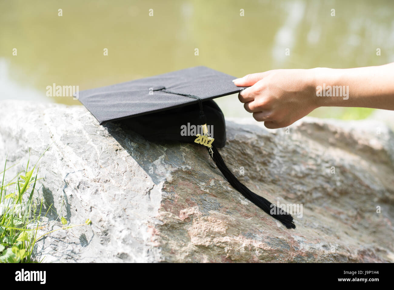 Skalenhaube auf Felsen Stockfoto