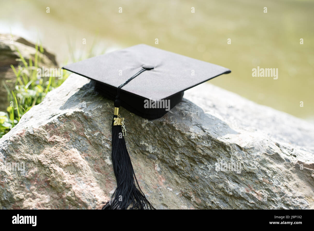 Skalenhaube auf Felsen Stockfoto