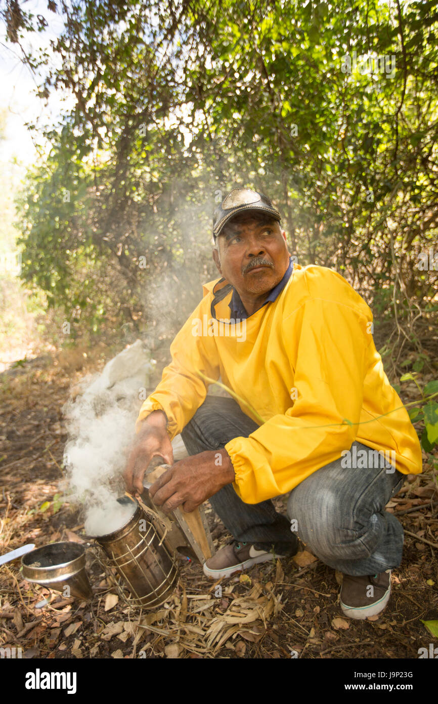 Honig wird von Bienenstöcken und Frames in Leon-Abteilung, Nicaragua geerntet. Stockfoto