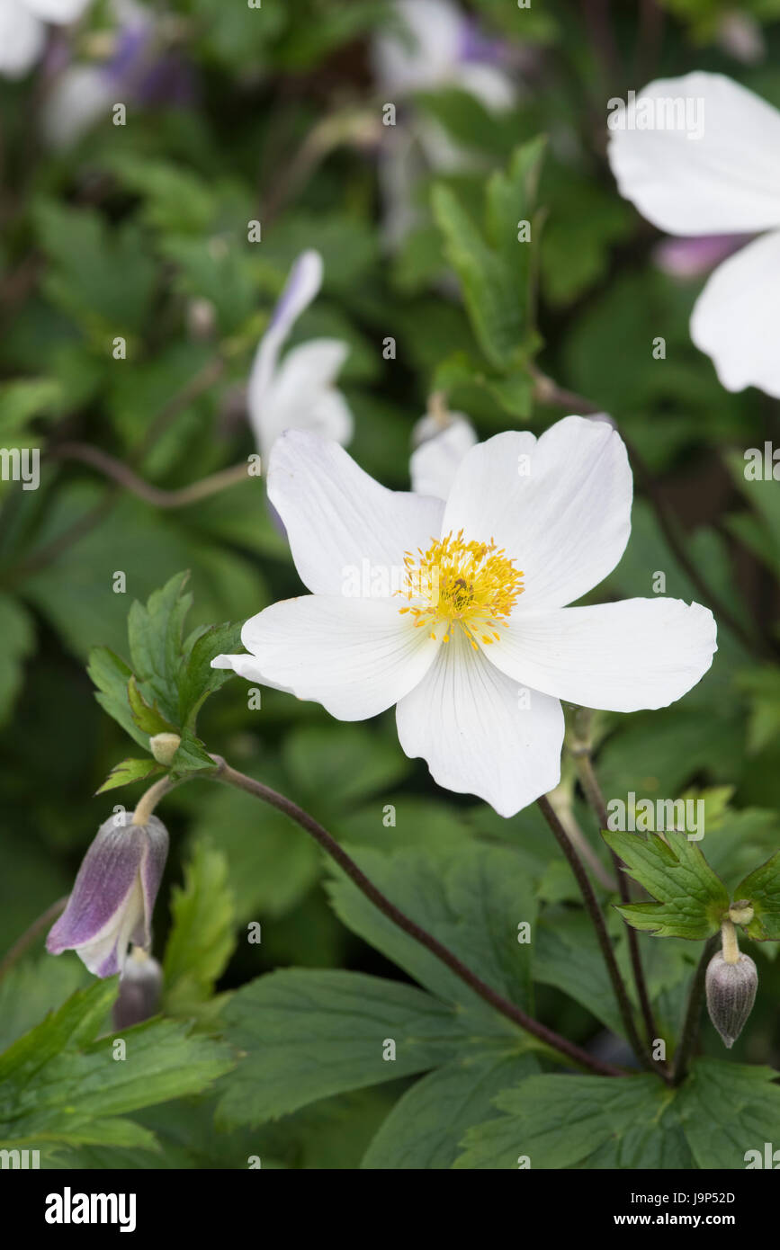 Anemone "Wilder Schwan". Windflower. Japanische Anemone Stockfoto