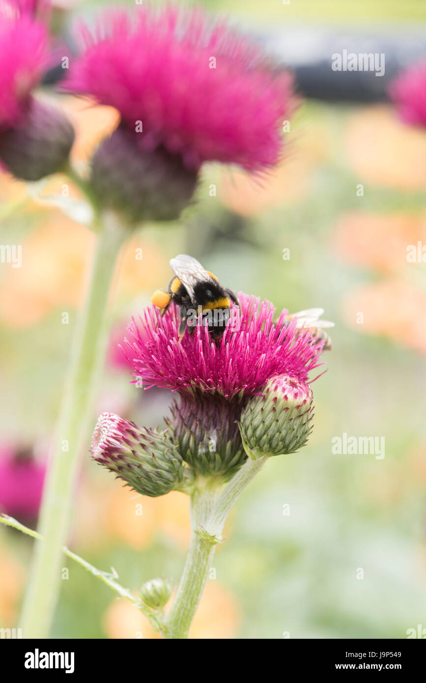 Hummel auf Cirsium Rivulare "Trevors blaues Wunder". Plume Distel "Trevors blaues Wunder" Blumen Stockfoto