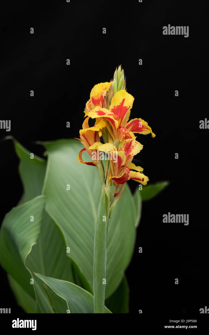 CANNA X generalis 'Königin Charlotte'. CANNA Lily vor einem dunklen Hintergrund Stockfoto
