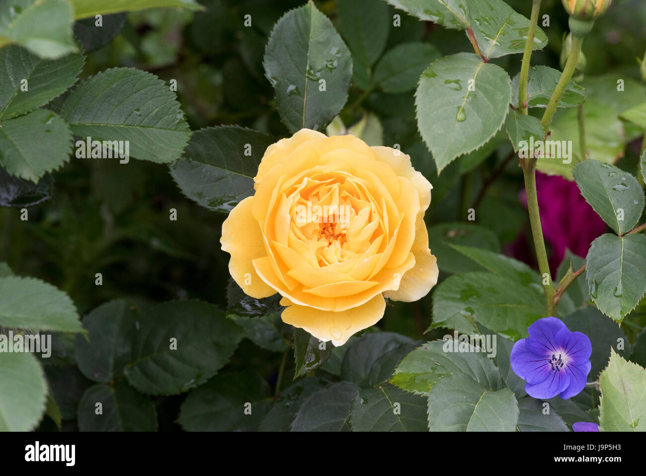 Rosa 'Graham Thomas'. Englische Rose Stockfoto Rosa 'Graham Thomas'. Englische Rose Stockfoto