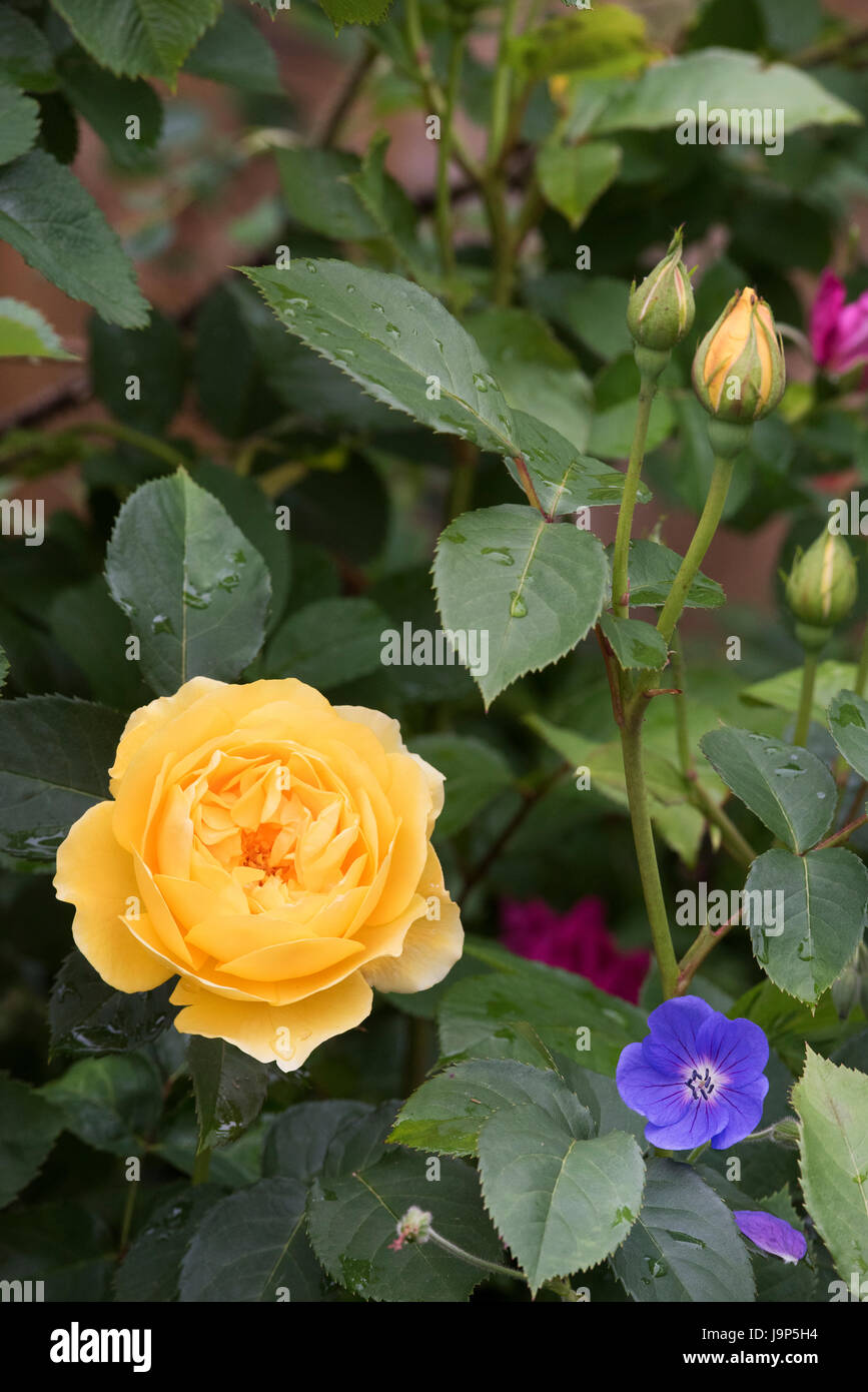 Rosa 'Graham Thomas'. Englische Rose Stockfoto Rosa 'Graham Thomas'. Englische Rose Stockfoto