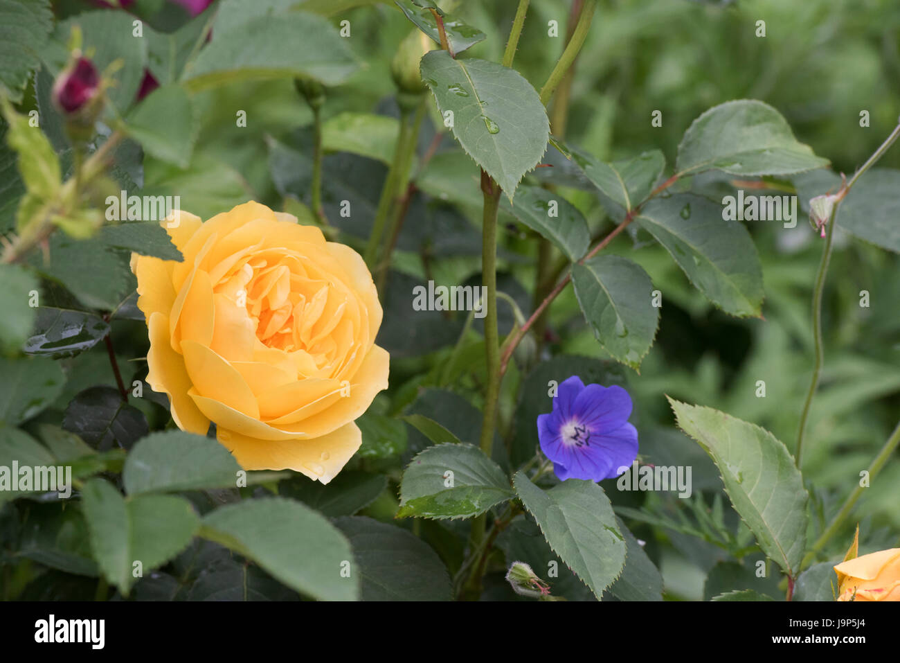 Rosa 'Graham Thomas'. Englische Rose Stockfoto Rosa 'Graham Thomas'. Englische Rose Stockfoto