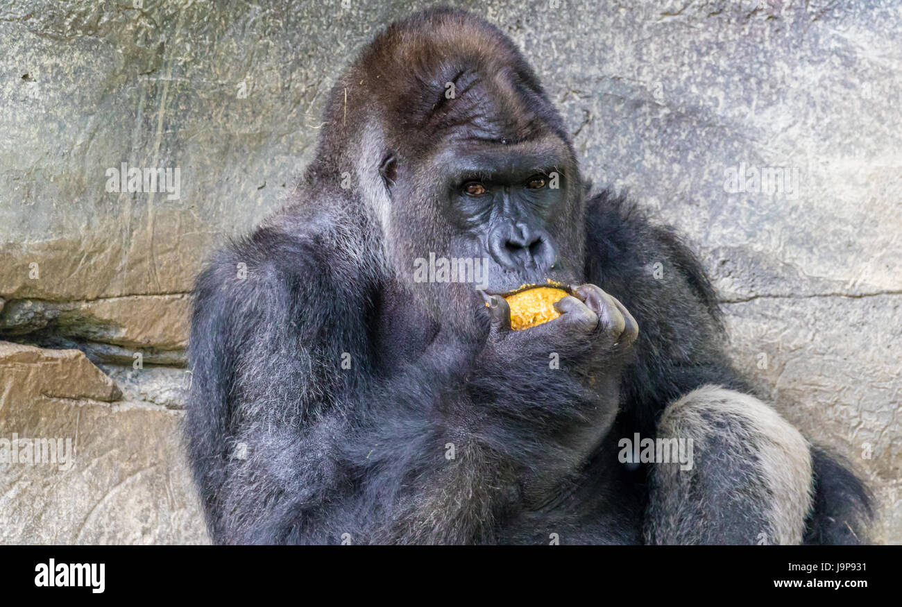 Ein Alpha Gorilla Essen ein Stück Obst. Stockfoto