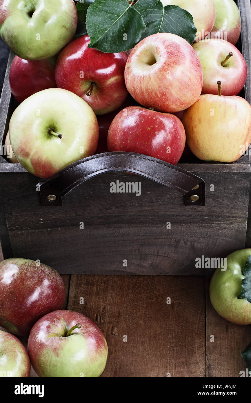 Frisch gepflückt Scheffel von Äpfeln in eine alte Vintage Holzkiste mit Ledergriffen auf einem rustikalen Holztisch. Stockfoto