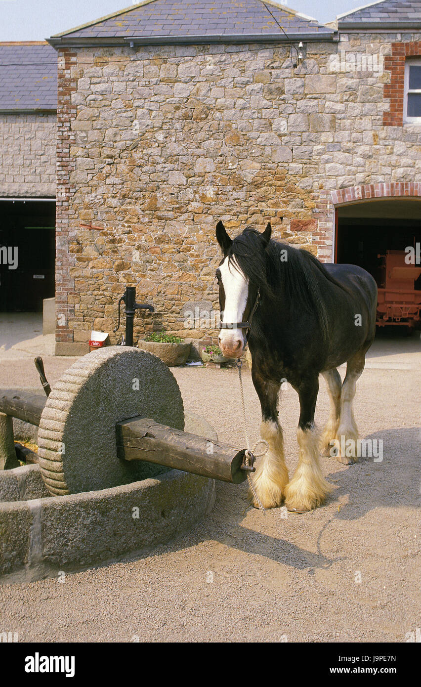 Shire Horse, Pferd, Ständer, Mühle, Presse, Arbeit, Stockfoto