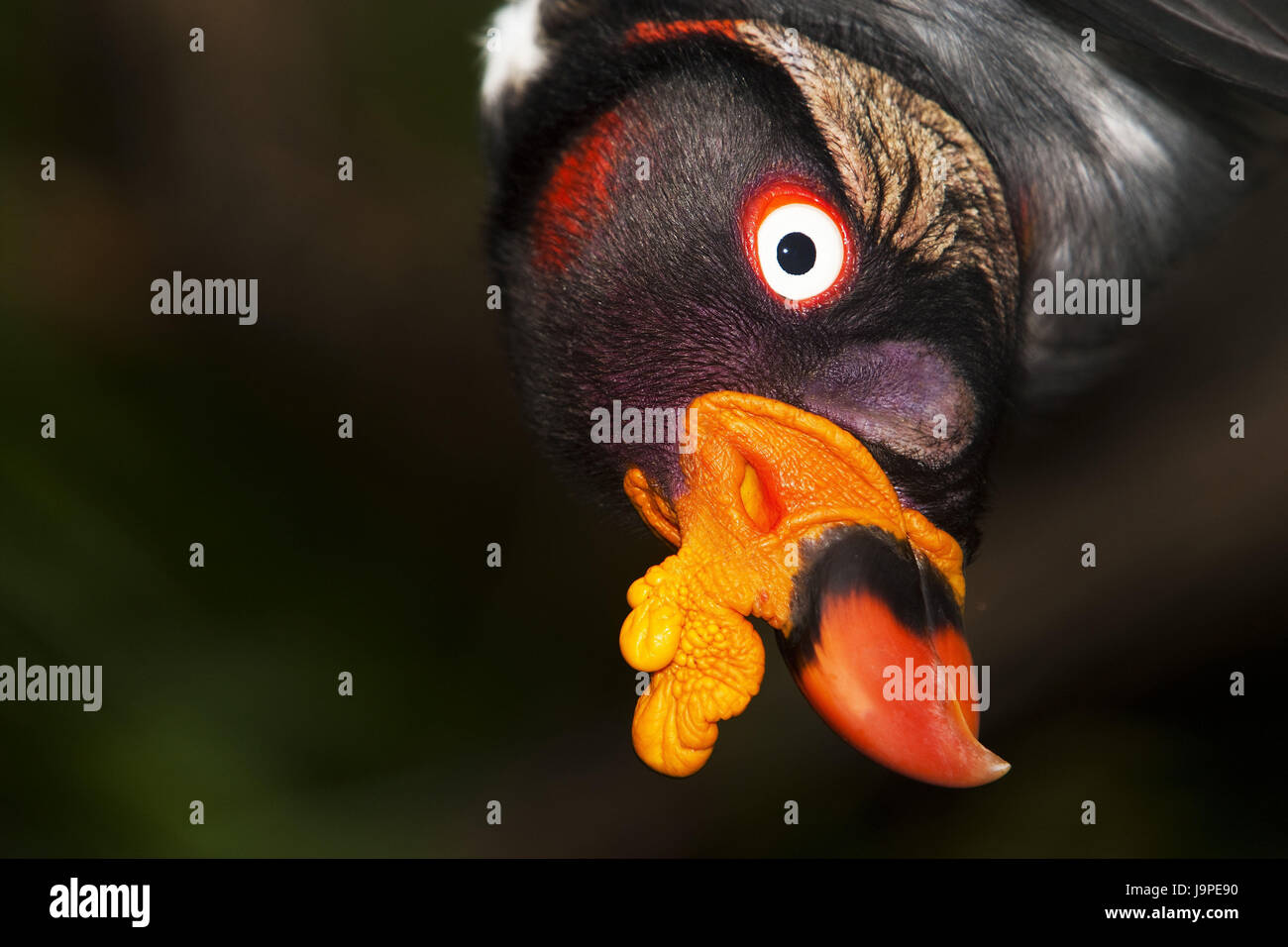 Des Königs Geier, Sarcoramphus Papa, Portrait, Stockfoto