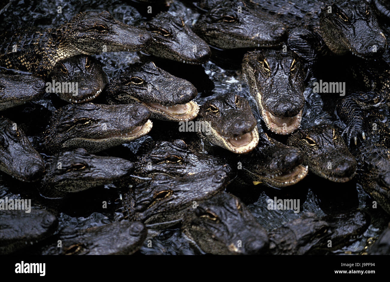 Amerikanischen Alligatoren Alligator Mississipiensis, Gruppe, Jungtiere, Wasseroberfläche, Florida, Stockfoto