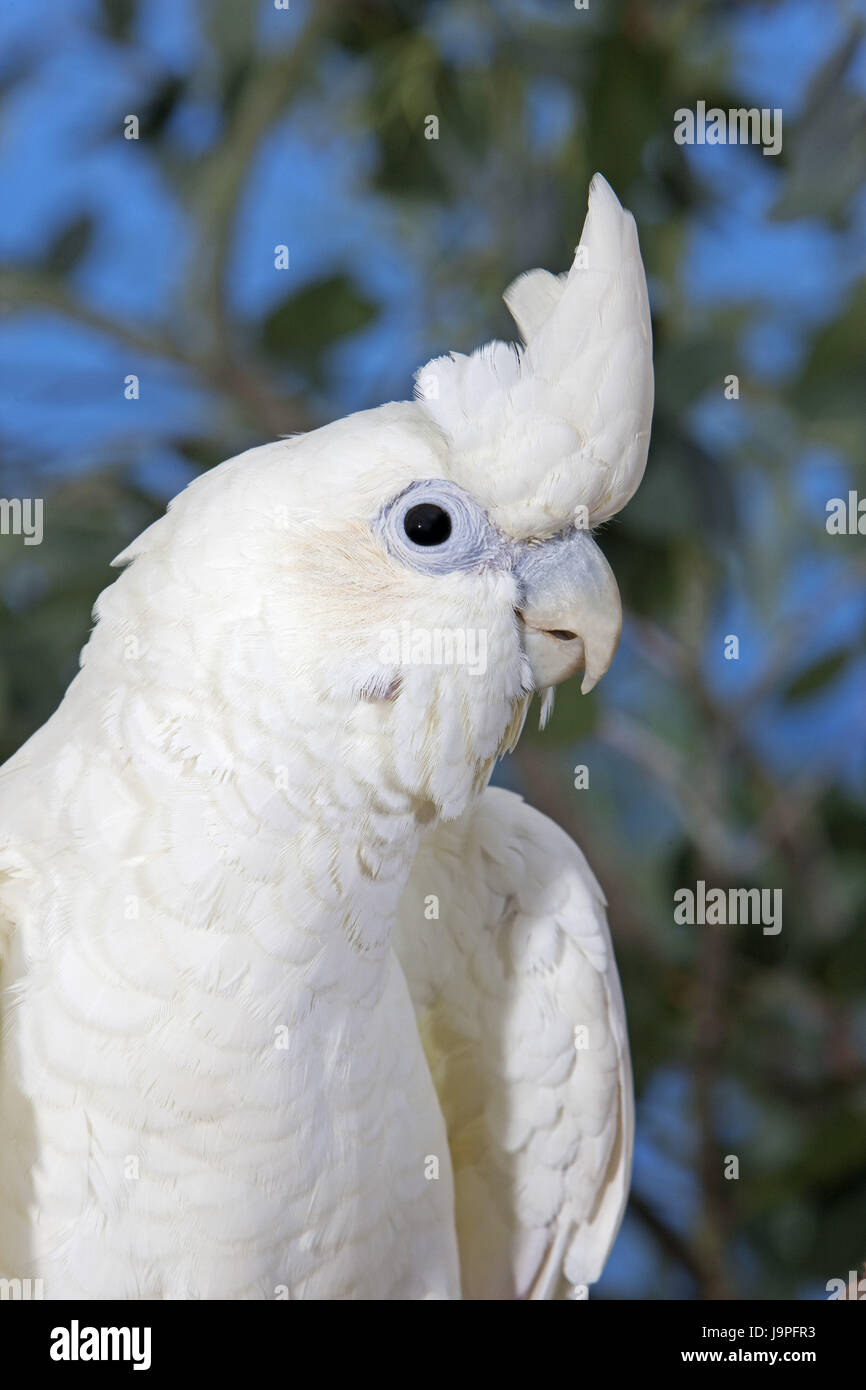 Roten Bürzel Kakadu Cacatua Haematuropygia, Lauffläche, Stockfoto