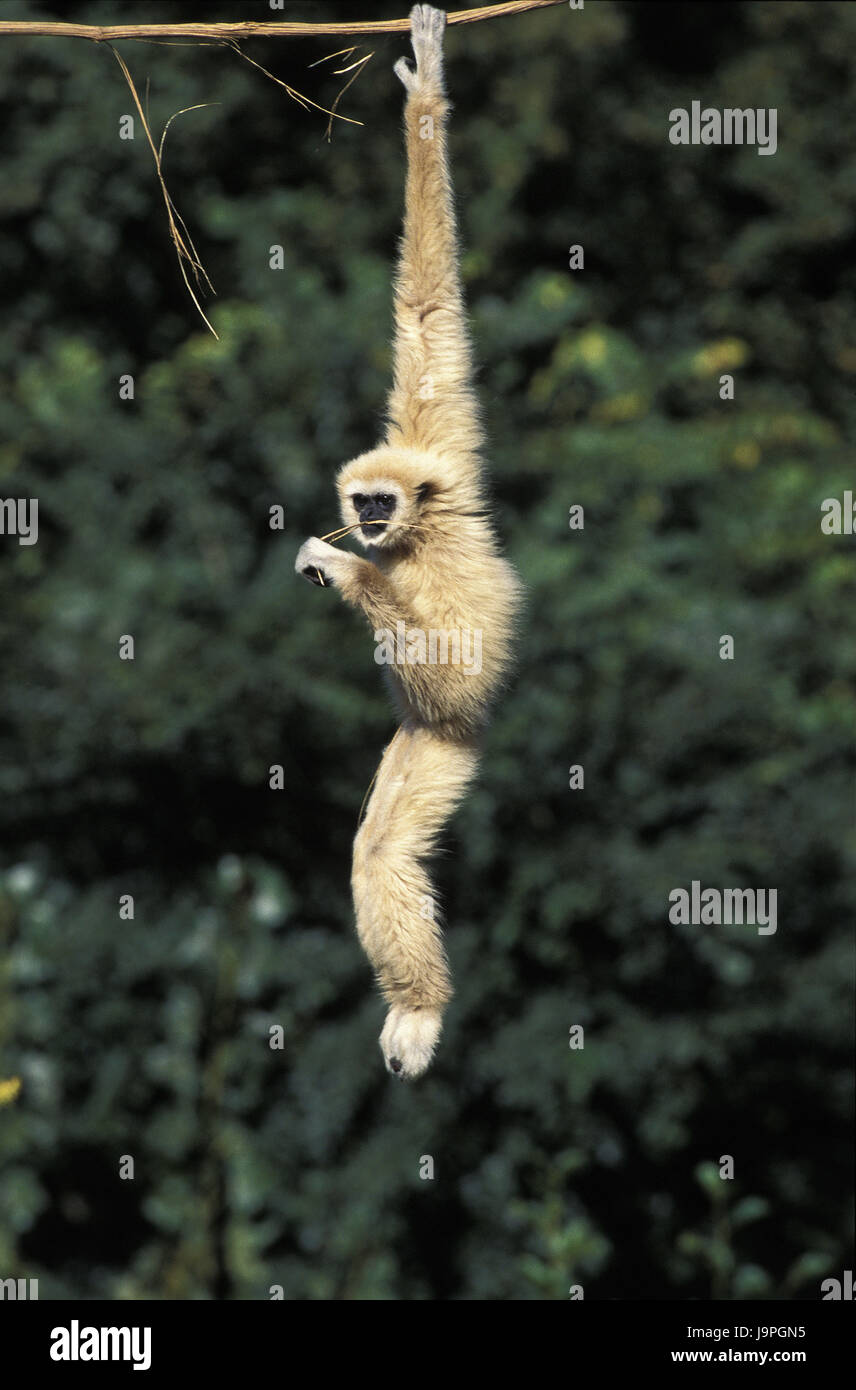Weiße Hand Gibbon, Hylobates Lar, Weibchen, Liana, hängen, Stockfoto