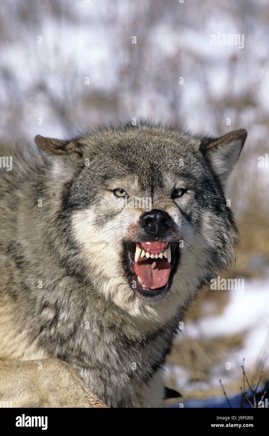 Nordamerikanische grauer Wolf, Canis Lupus Occidentalis, Zahnräder, bedrohliche Geste, Kanada, Stockfoto